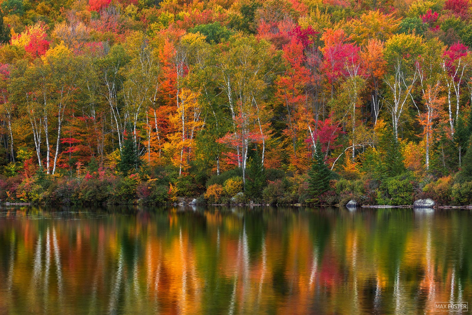 A high-definition photo of fall foliage to show 24-bit color.